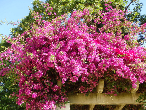 Bougainvillea.